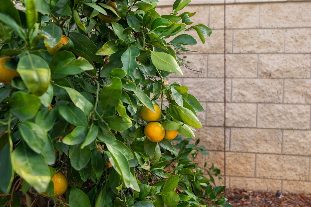 31651 Mccartney Drive