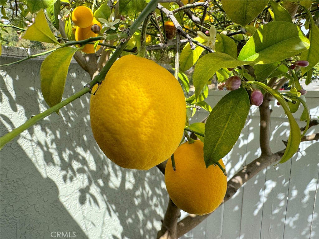 23082 Via Pimiento E1