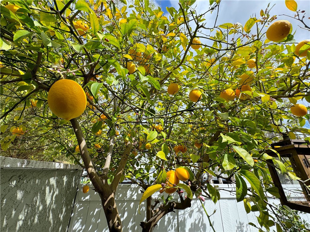 23082 Via Pimiento E1