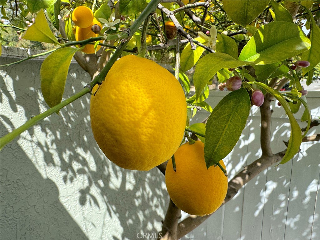 23082 Via Pimiento E1