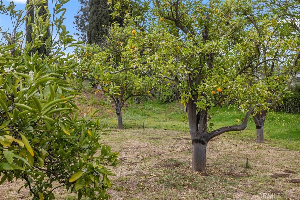 1840 Gum Tree Lane C