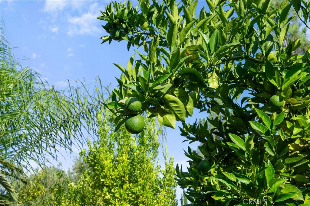 41101 Promenade Chardonnay