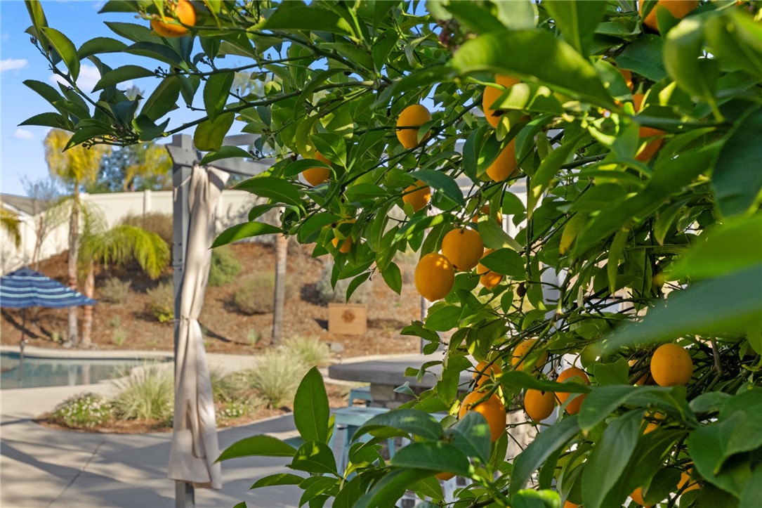 32805 Tulip Ranch Circle