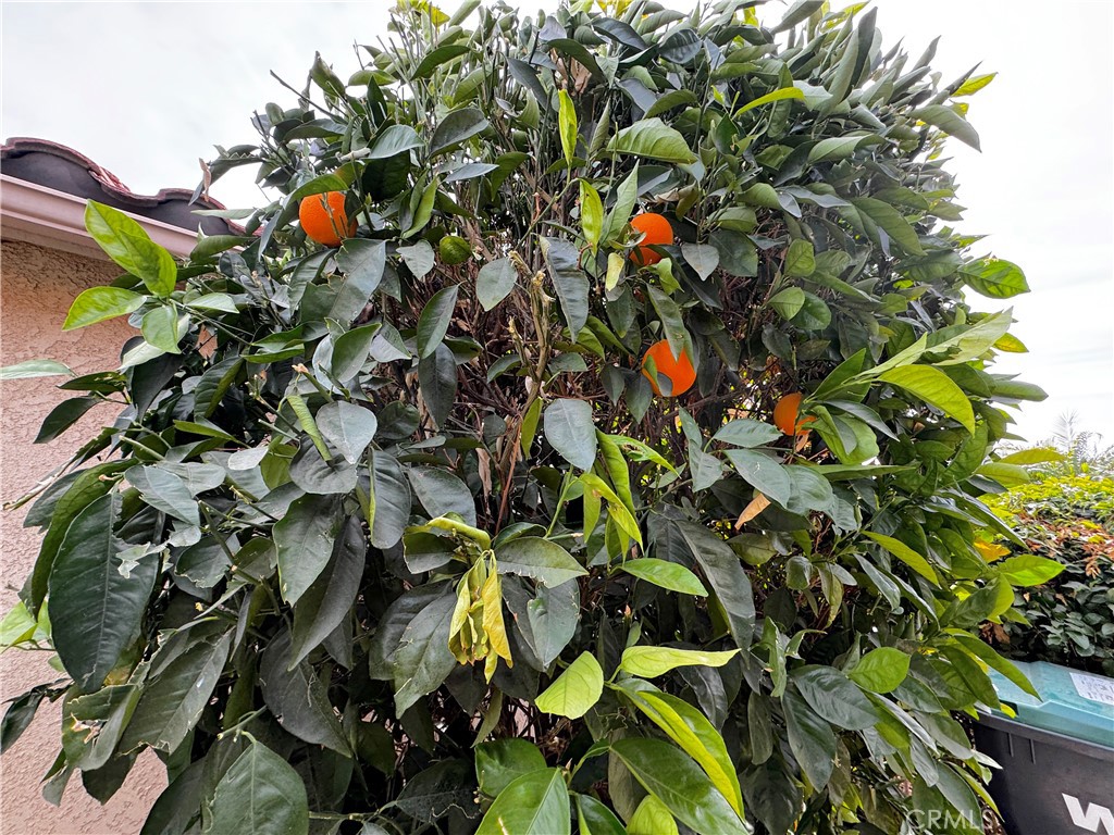 26218 Shadywood Street