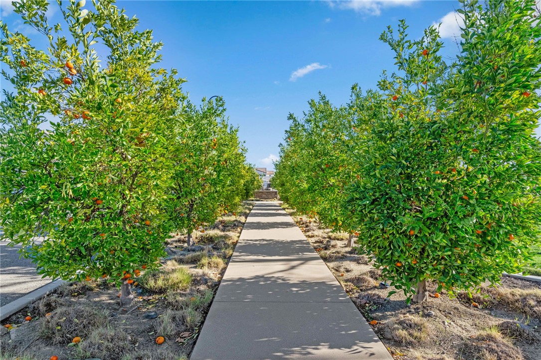 41321 Silver Maple Street