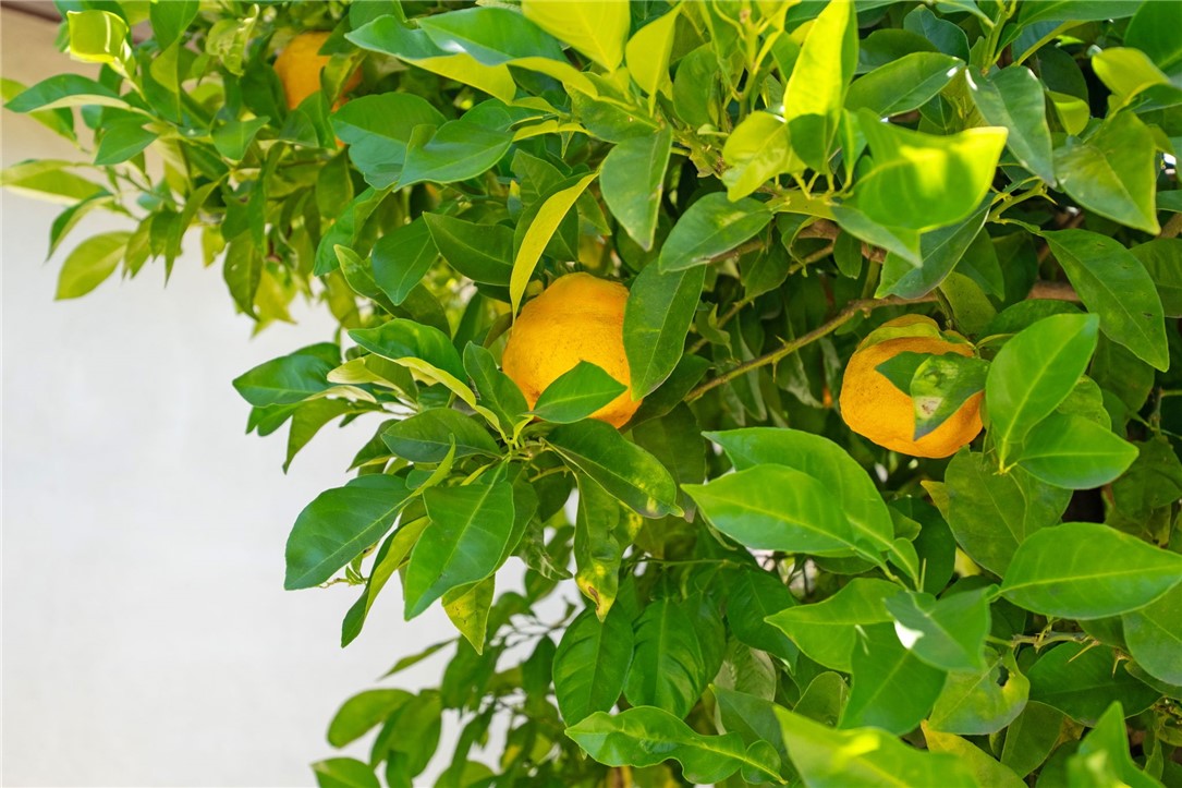 42779 Via Bolero Road