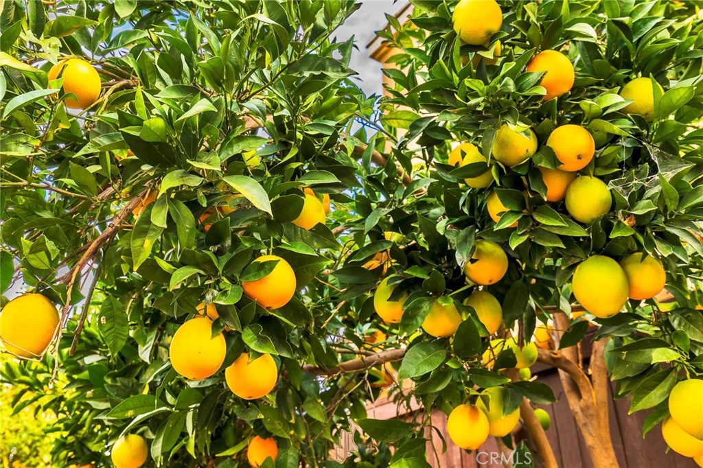 41152 Promenade Chardonnay Hills