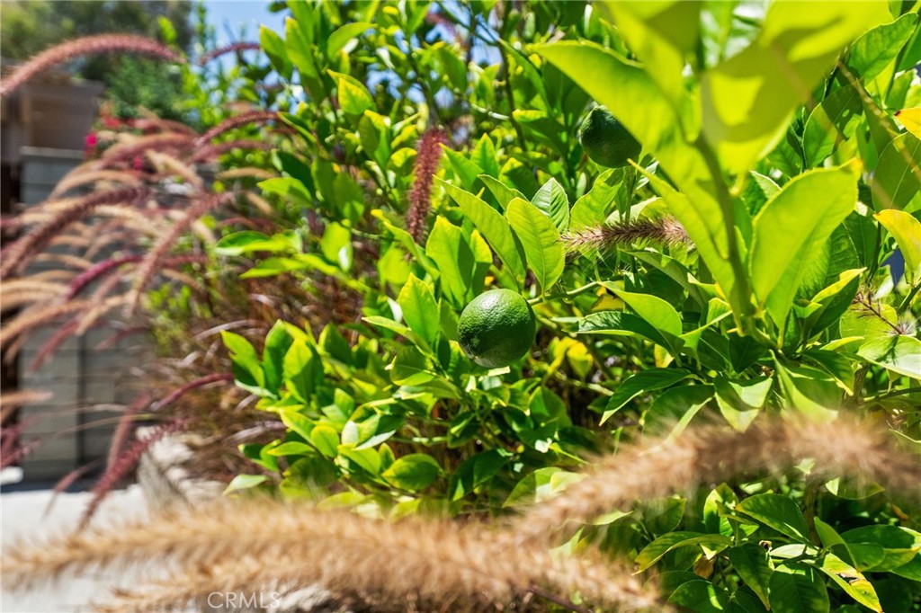 31475 Corte Mallorca