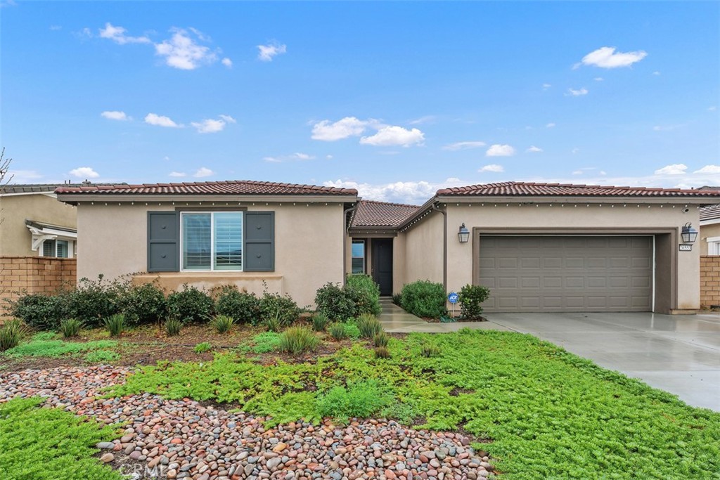26553 Scotch Pine