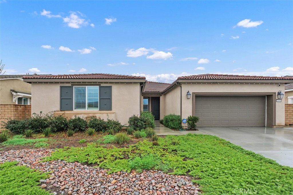 26553 Scotch Pine