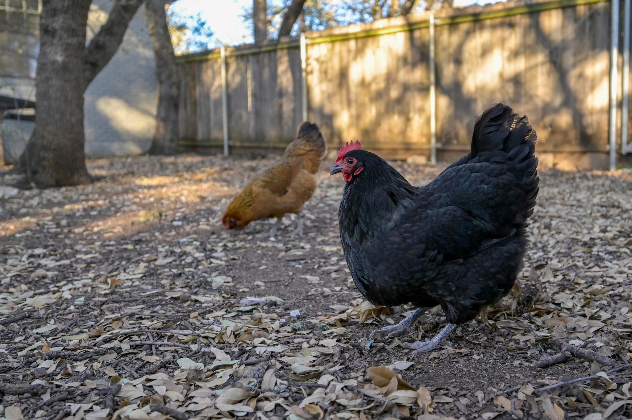 11100 Centennial TRL