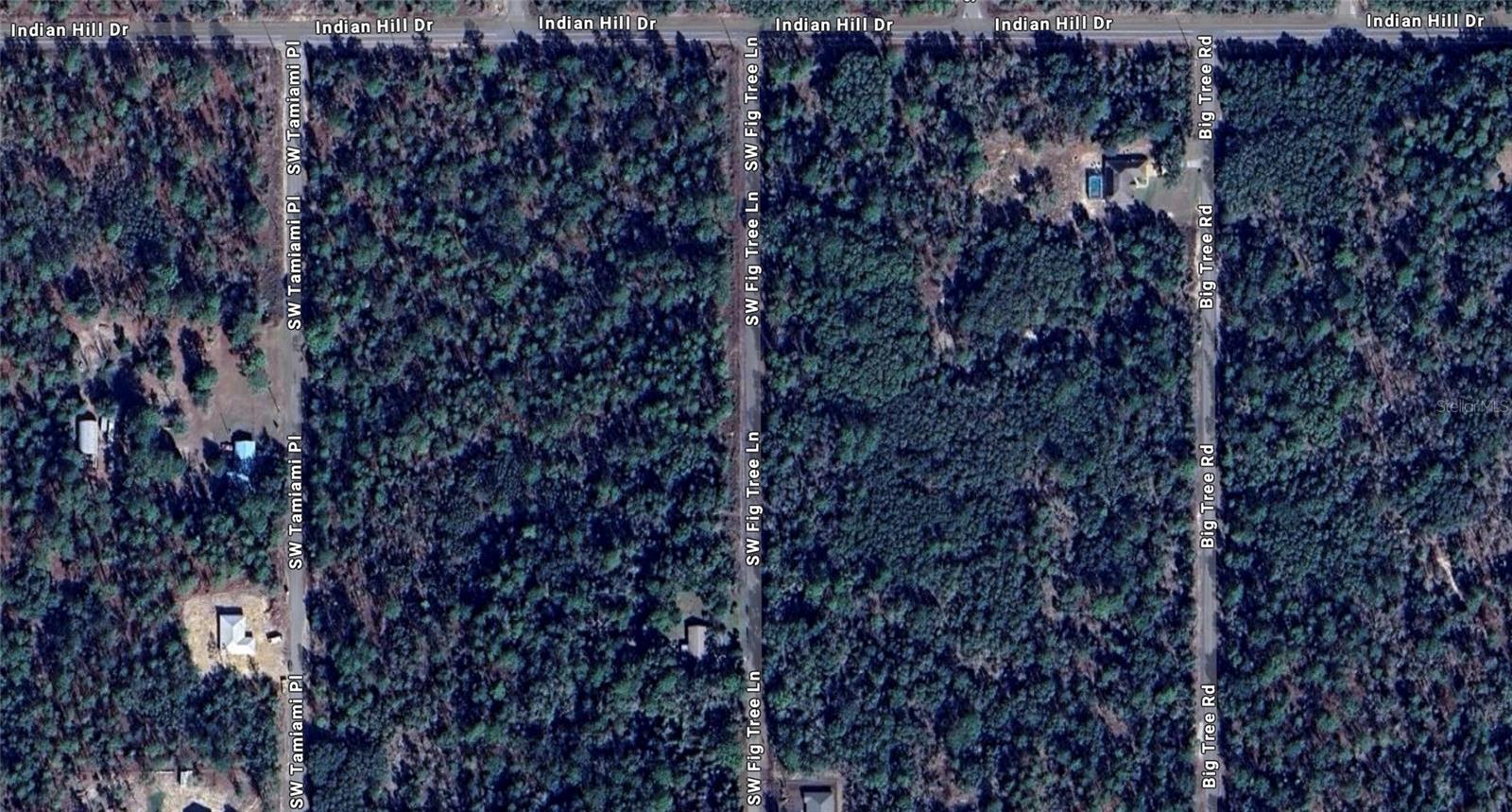 FIG TREE LN