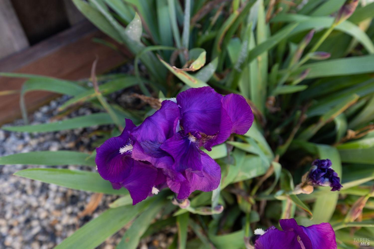 1624 Via Del Cabana St