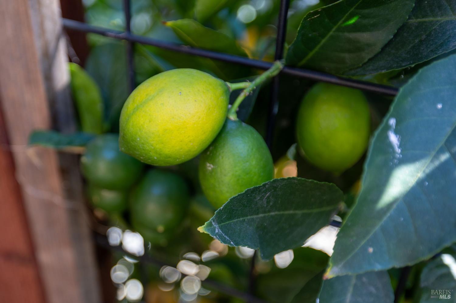 Ripe green and yellow lemons among glossy leaves on a citrus tree.