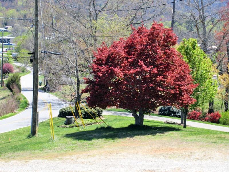 529 Old Newfound Road