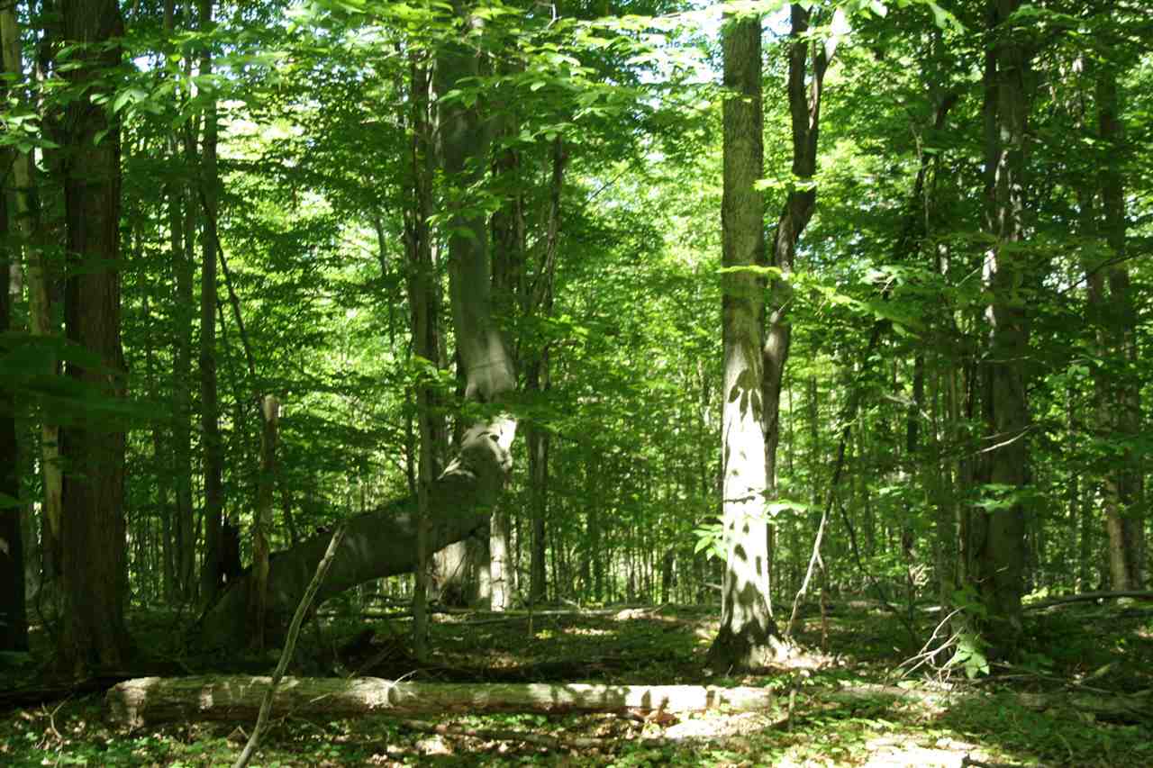 TBD Forest Ridge Trail