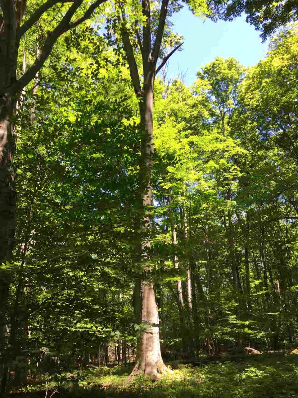 TBD Forest Ridge Trail