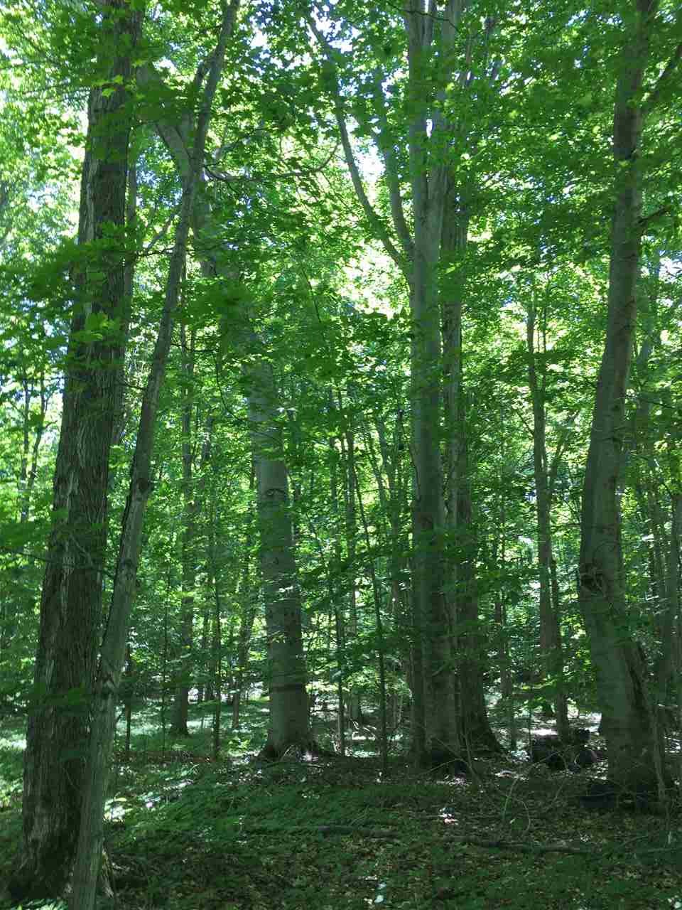 TBD Forest Ridge Trail