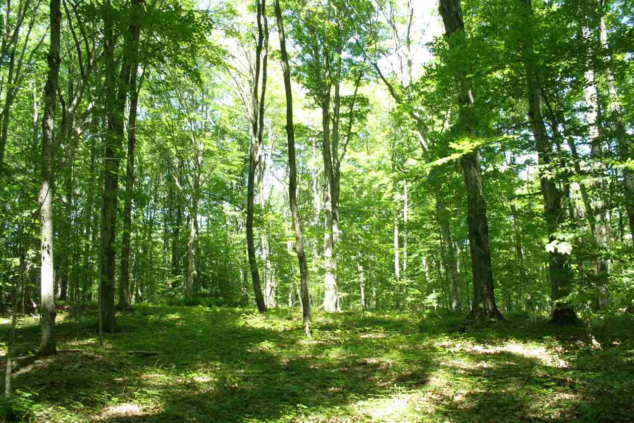 TBD Forest Ridge Trail