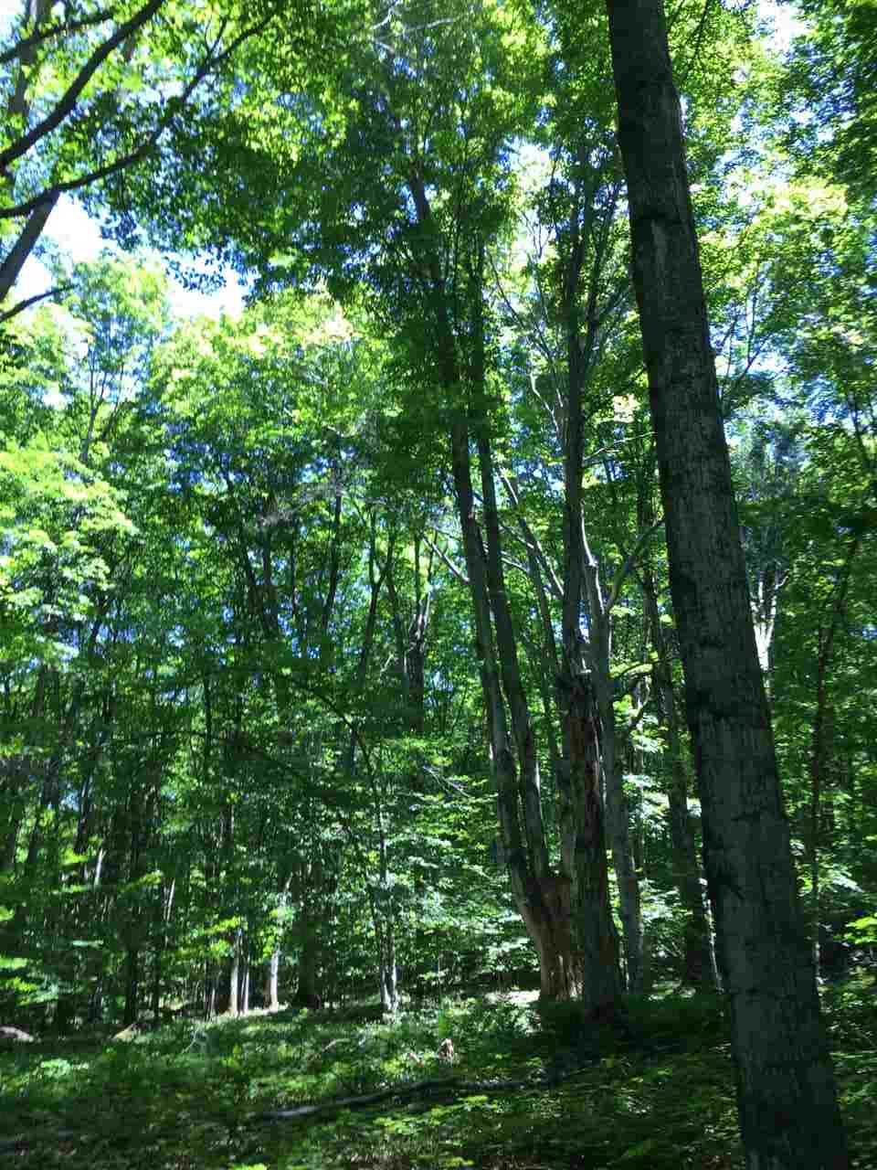TBD Forest Ridge Trail