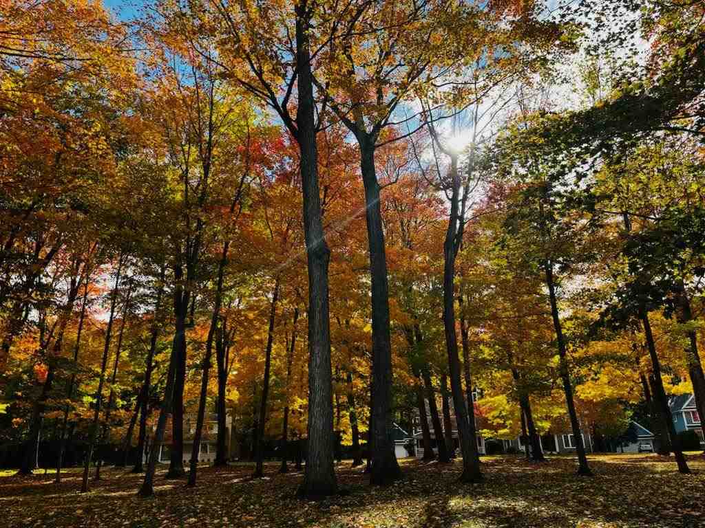 627 Forest Park Lane