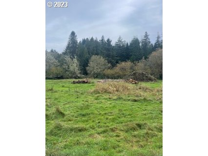 Open grassy land bordered by shrubs and dense evergreen trees.