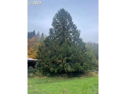 Tall evergreen tree beside a grassy yard, with autumn foliage and part of an outbuilding at left.