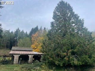 Open-sided outbuilding with a weathered metal roof among trees and greenery.
