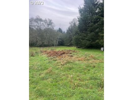 Grassy clearing bordered by leafless trees and evergreens, with a patch of disturbed ground.