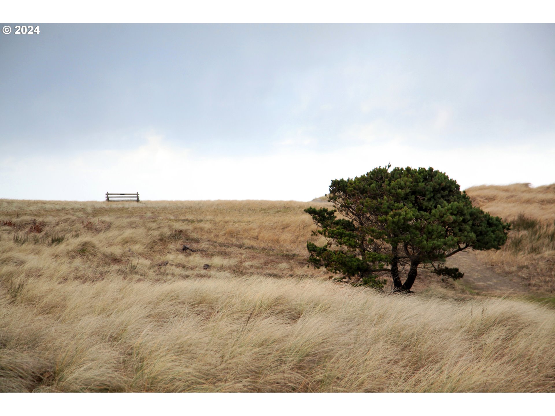 Coastal dunes with windblown grass, an evergreen tree, and a wooden bench on the ridge.