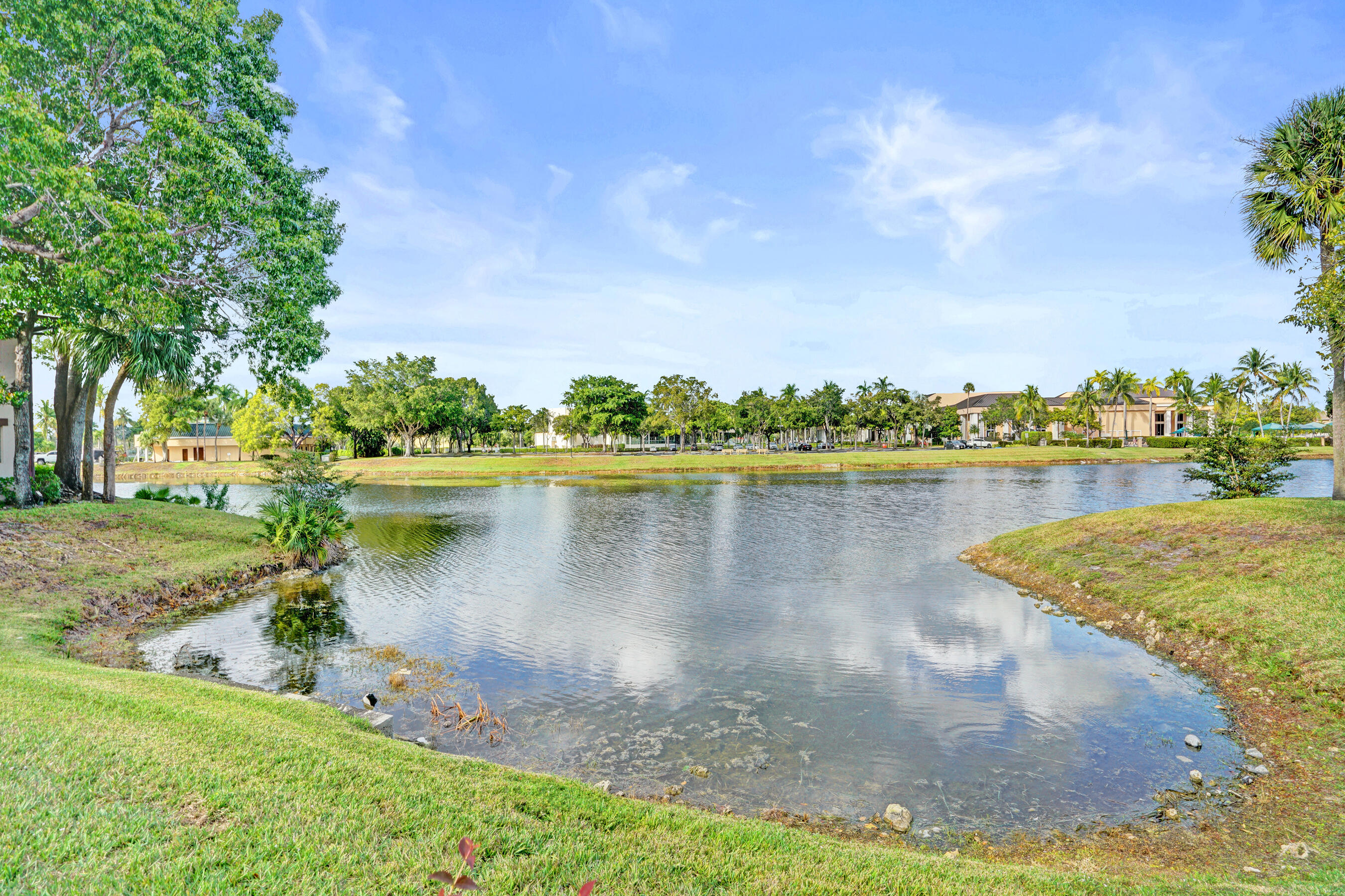 Pond with grassy banks and tropical trees, with buildings visible across the water.