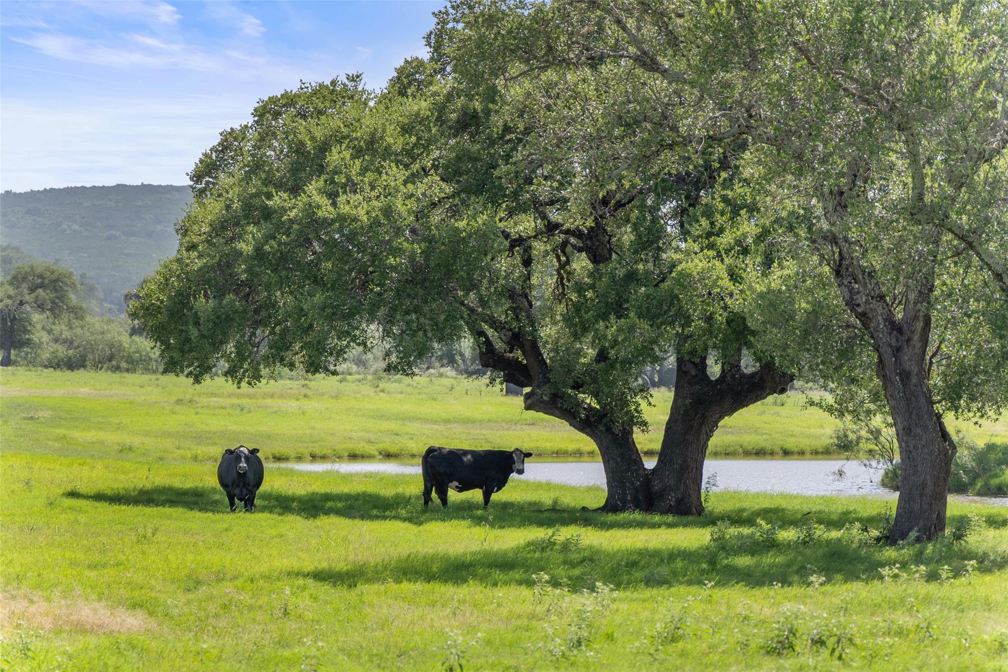 4529 Ranch Road 3347