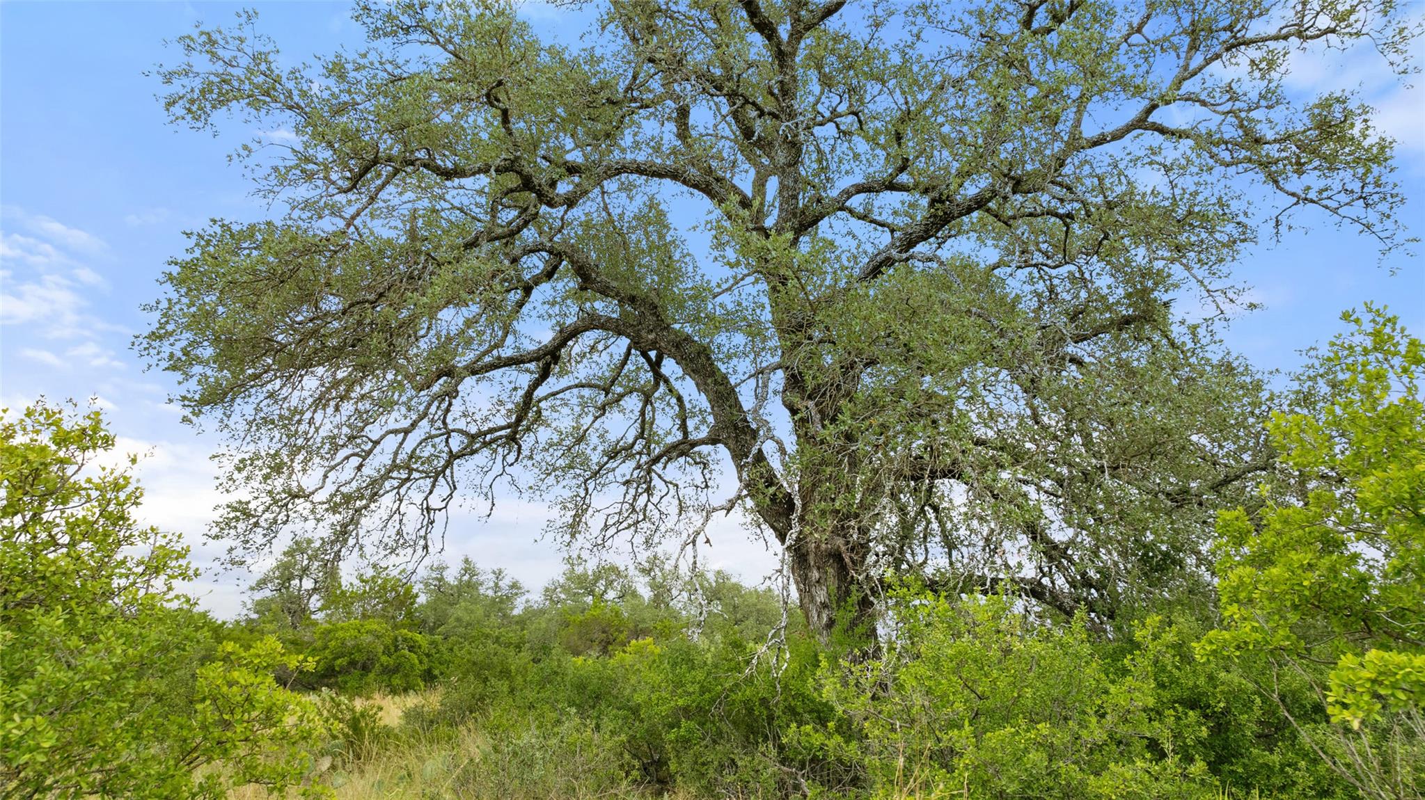 Lot 37 Vista Ridge DR