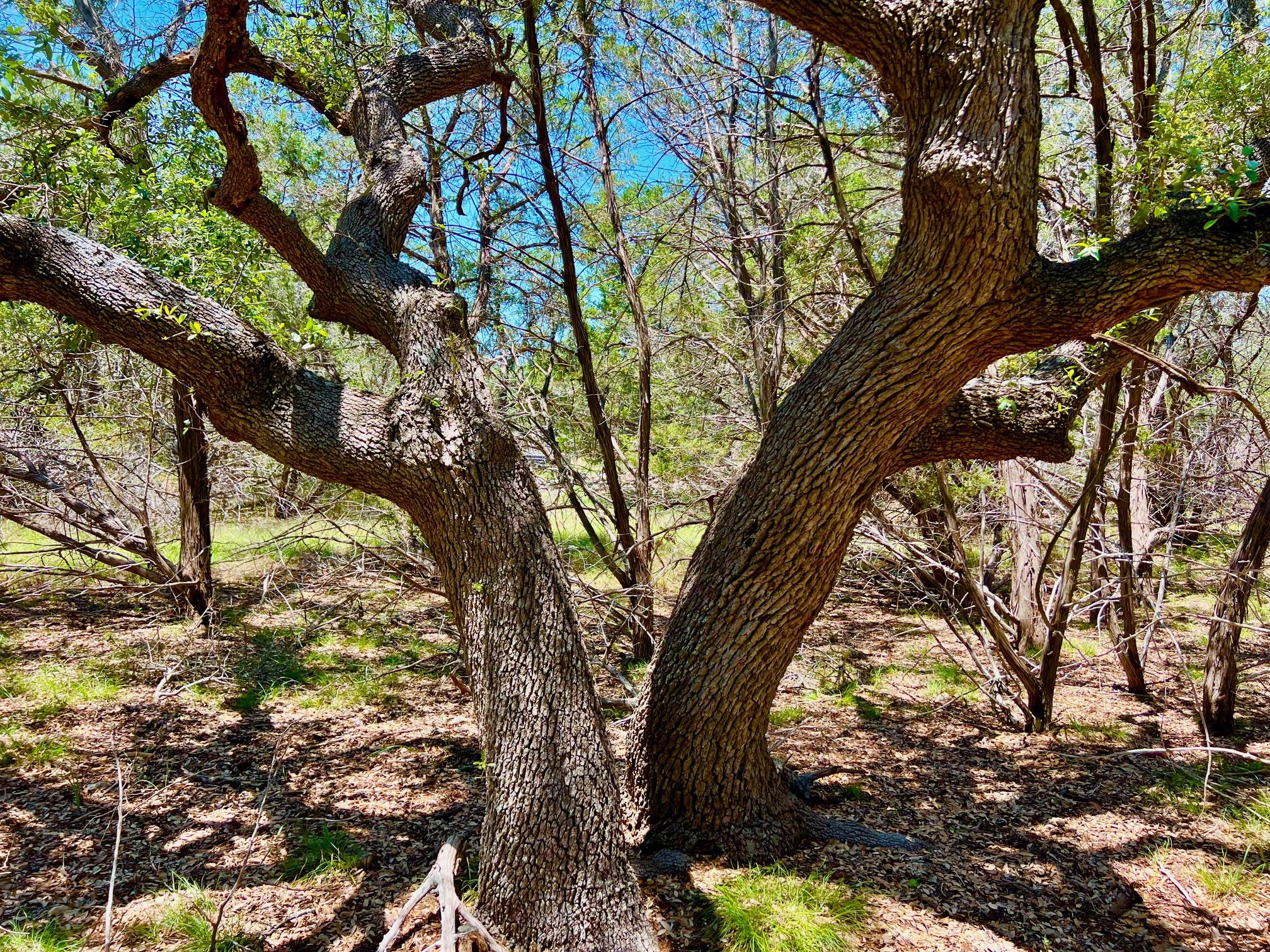 TBD Forest View DR # 1