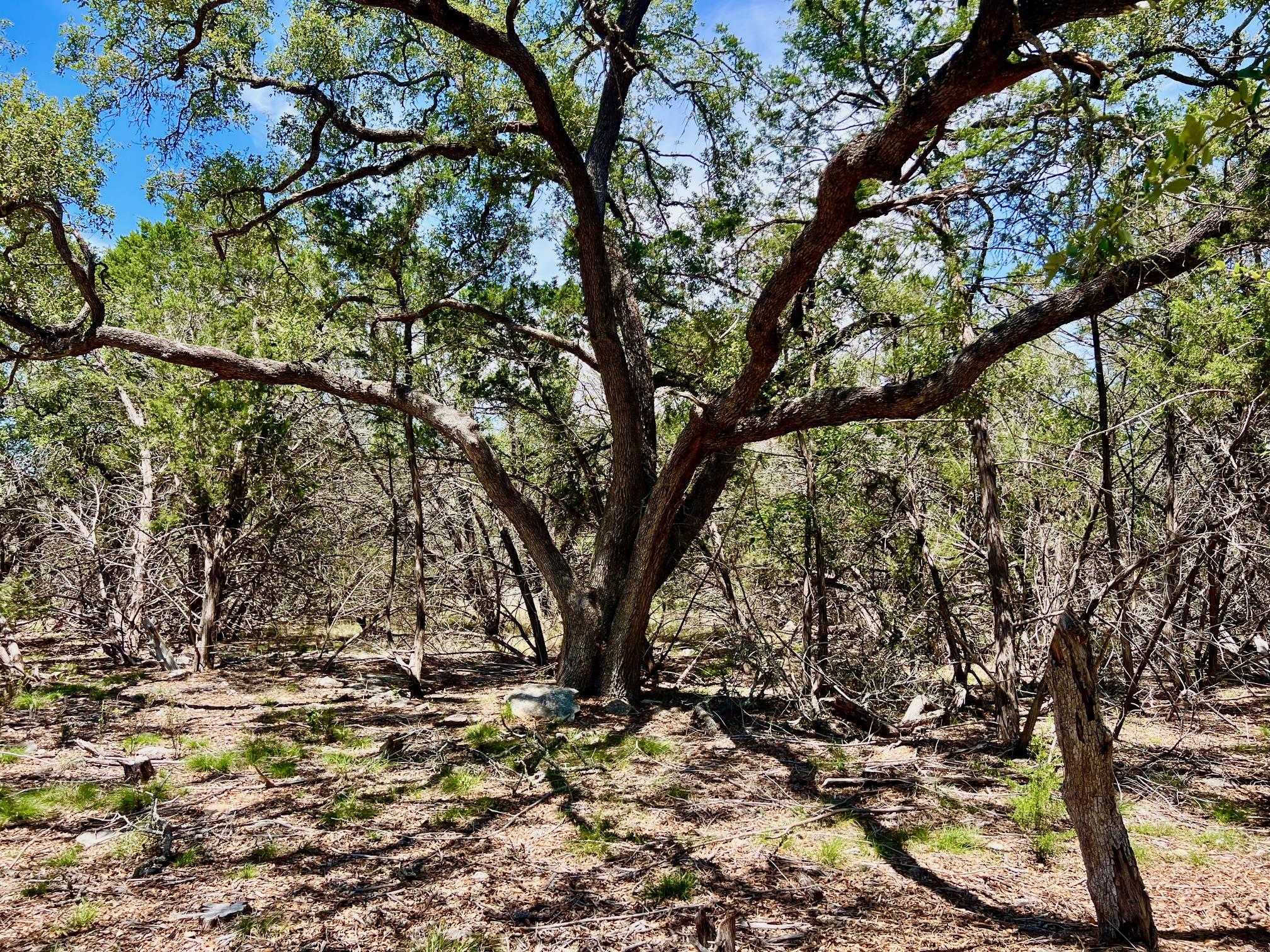 TBD Forest View DR # 1