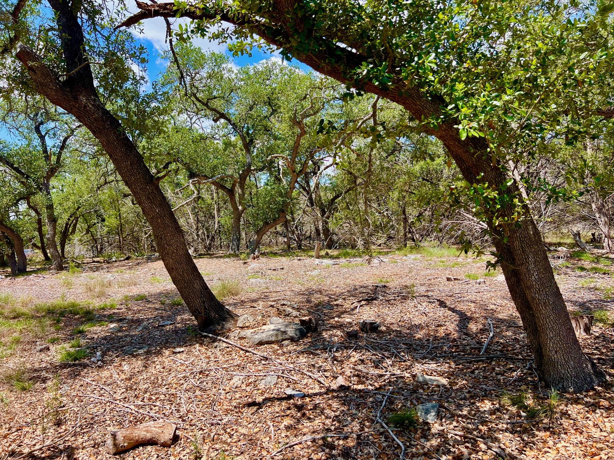 TBD Forest View DR # 1