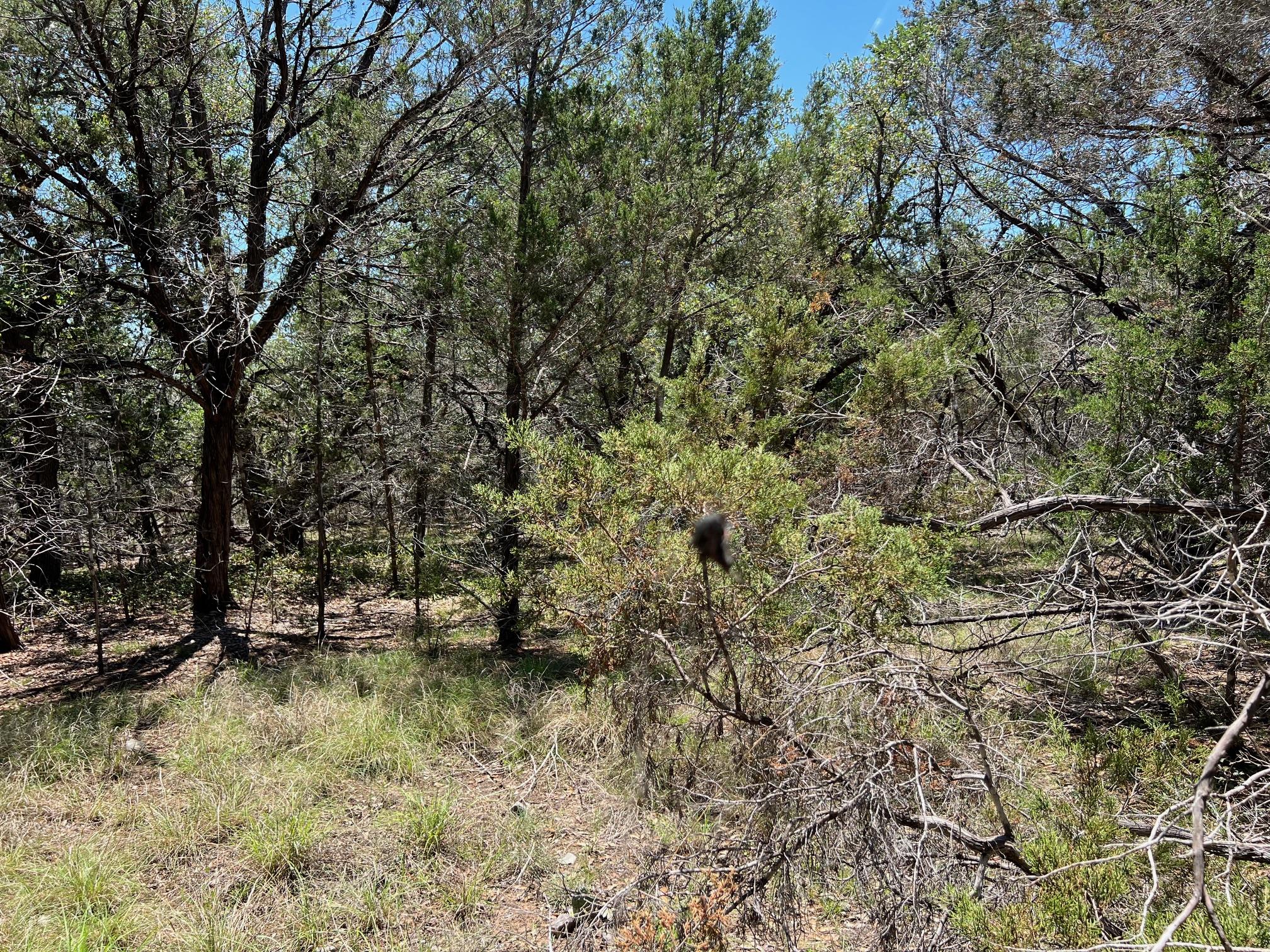 TBD Forest View DR # 1