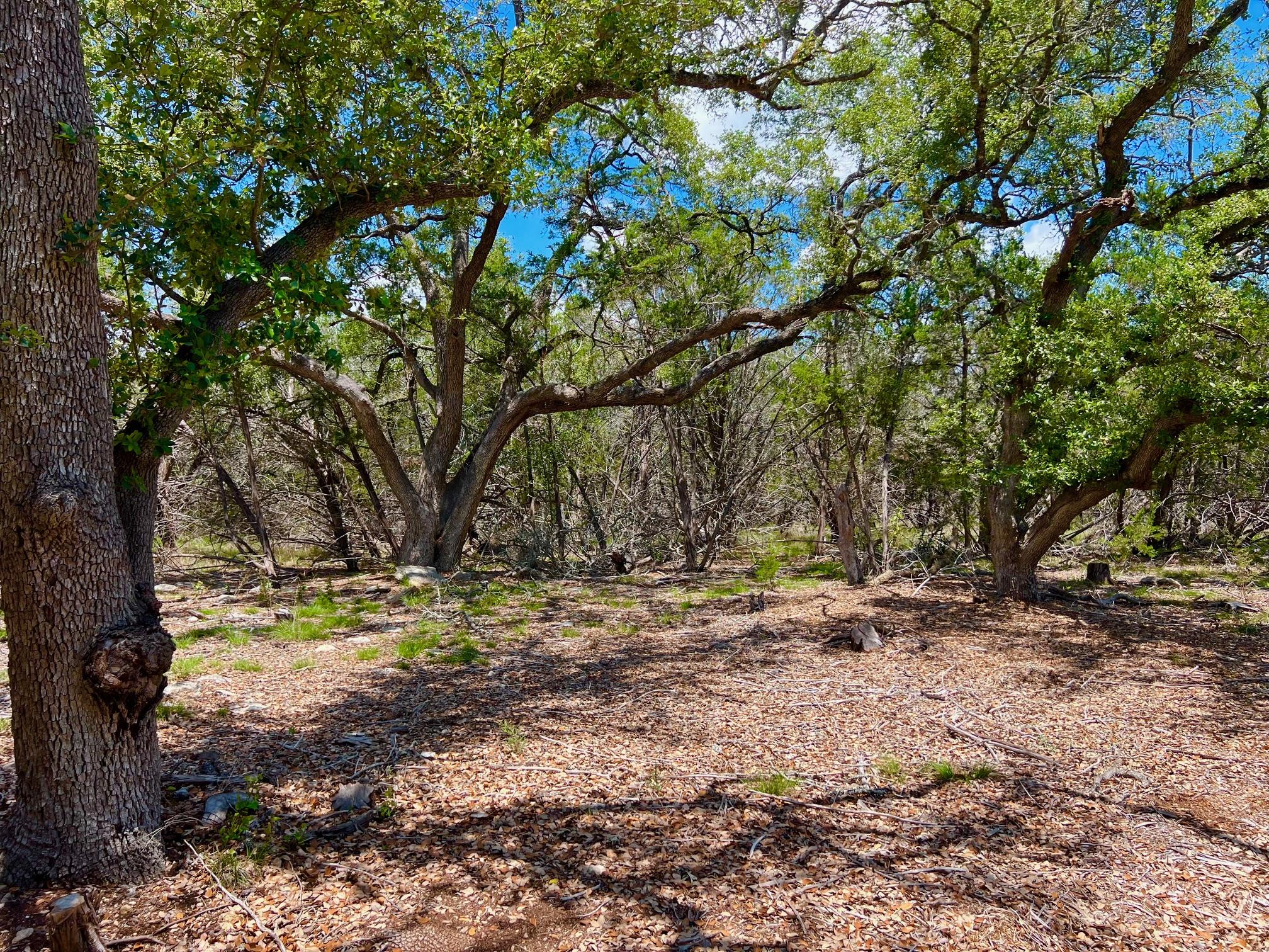 TBD Forest View DR # 1