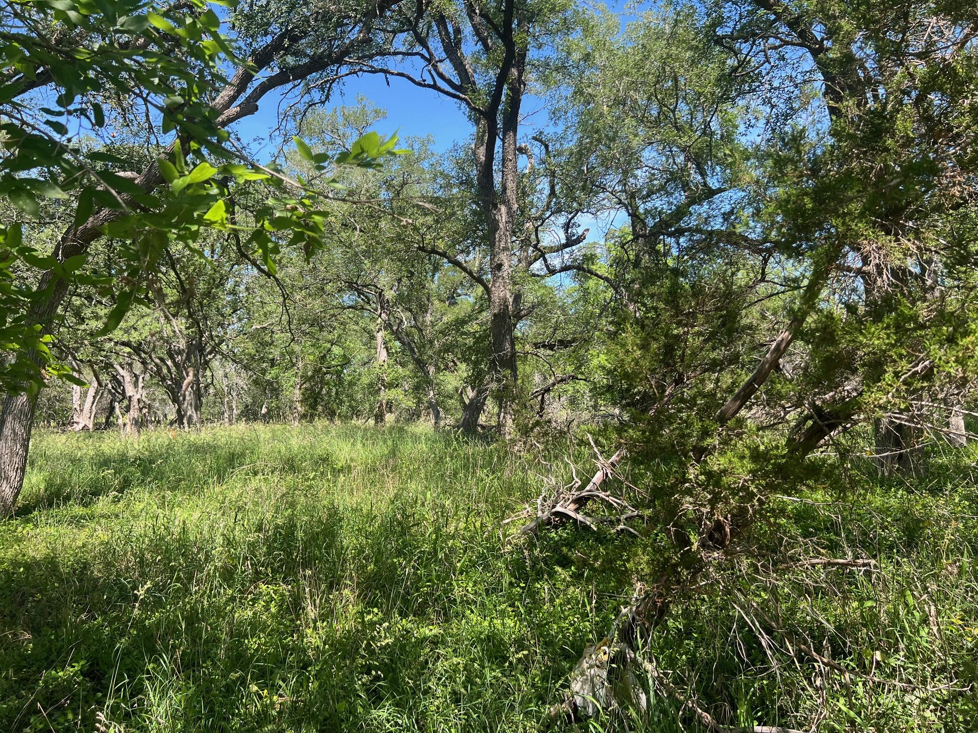 TBD Forest View DR # 1