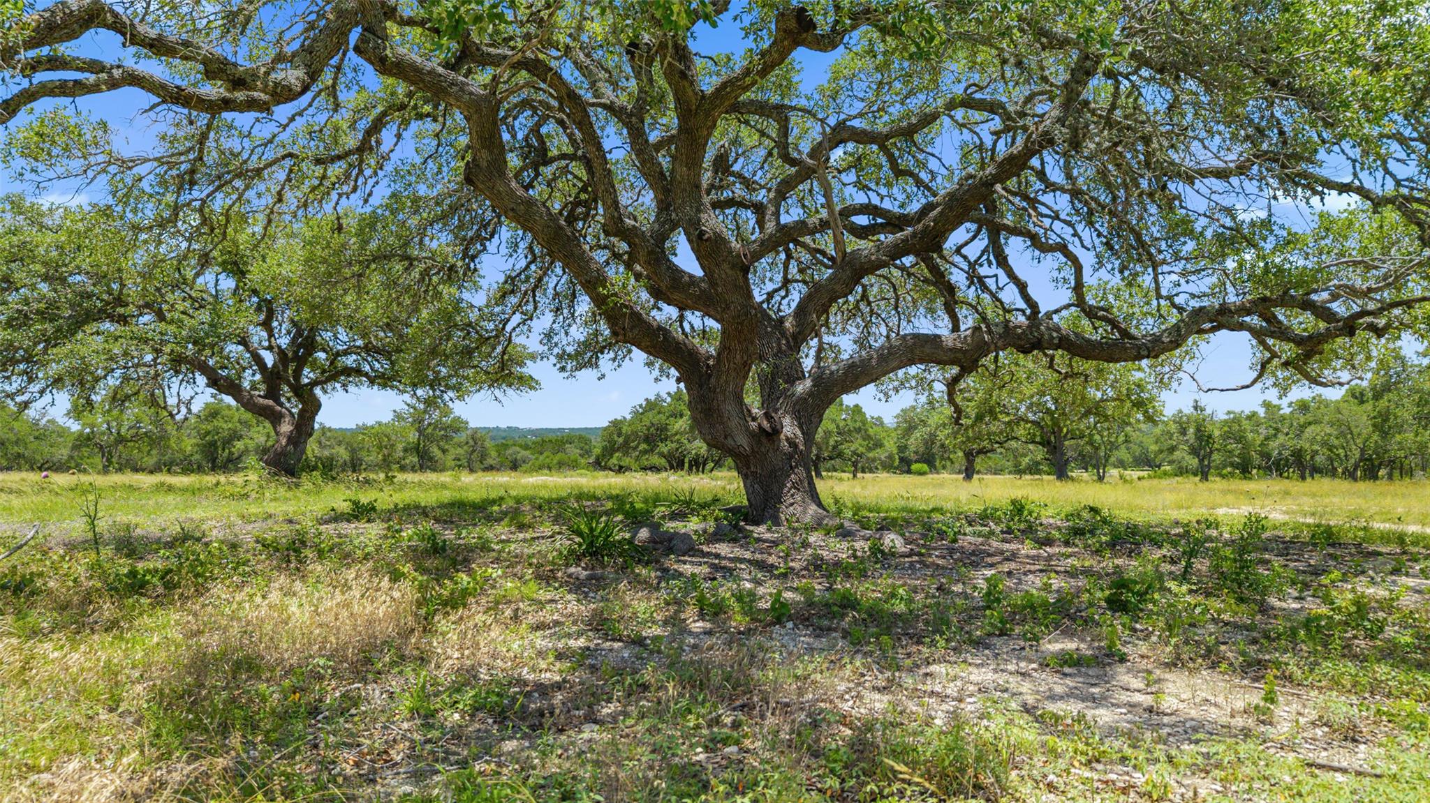 TBD TR 1 Lindeman LN