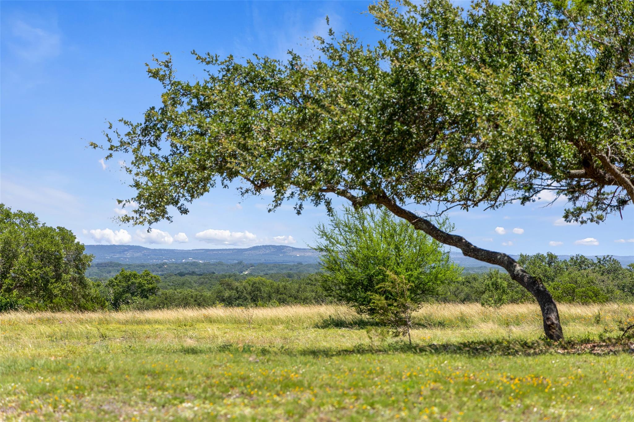 TBD TR 1 Lindeman LN