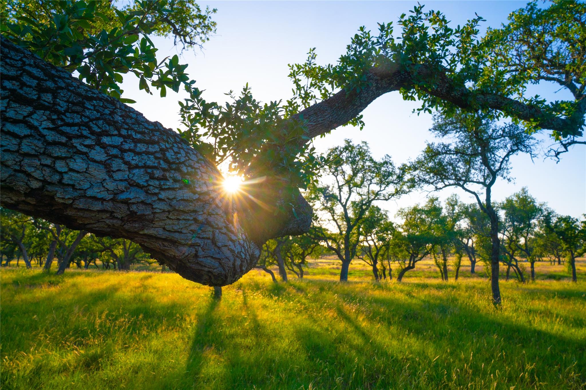 0 Bountiful Oaks Ranch