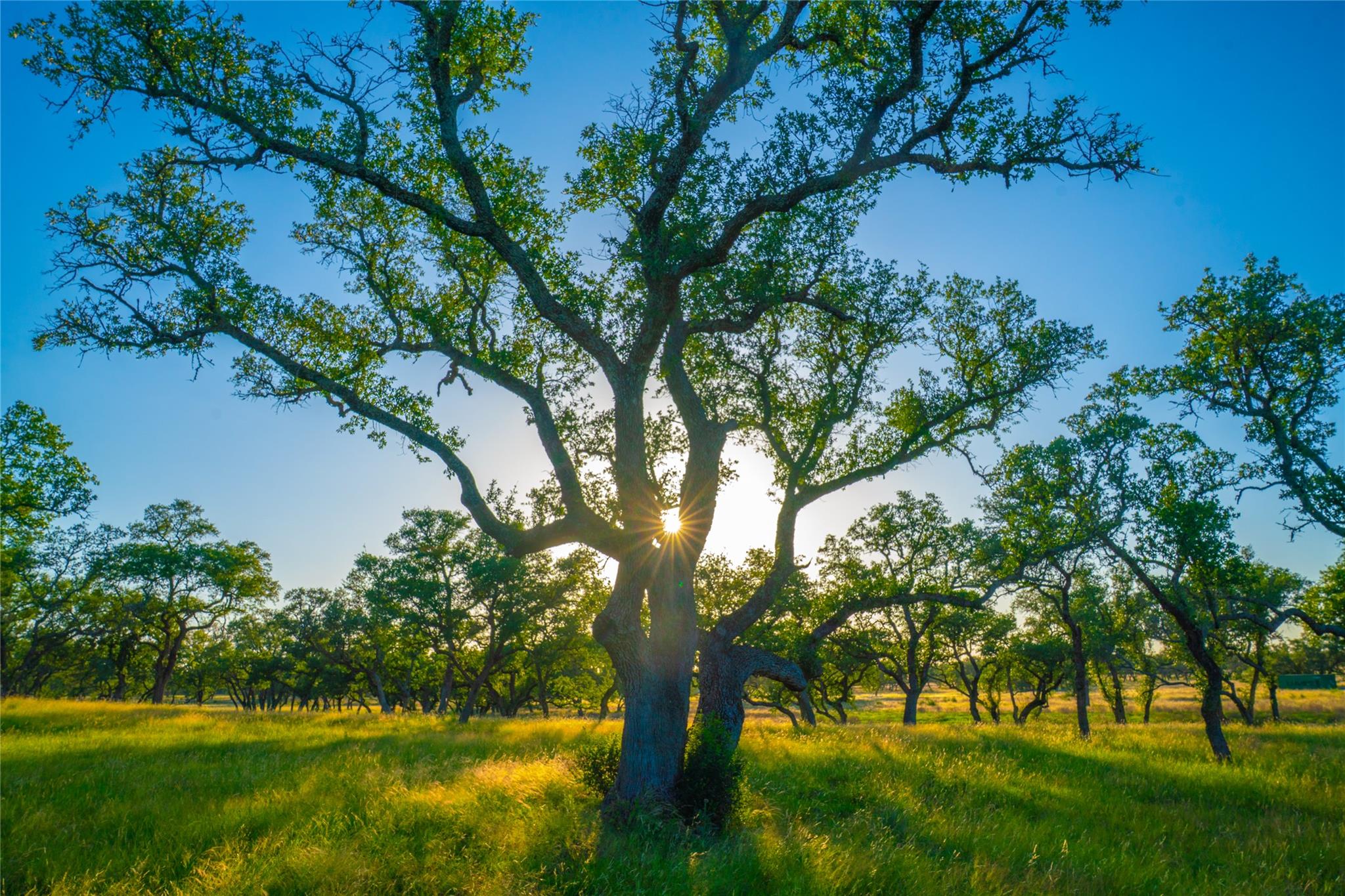 0 Bountiful Oaks Ranch