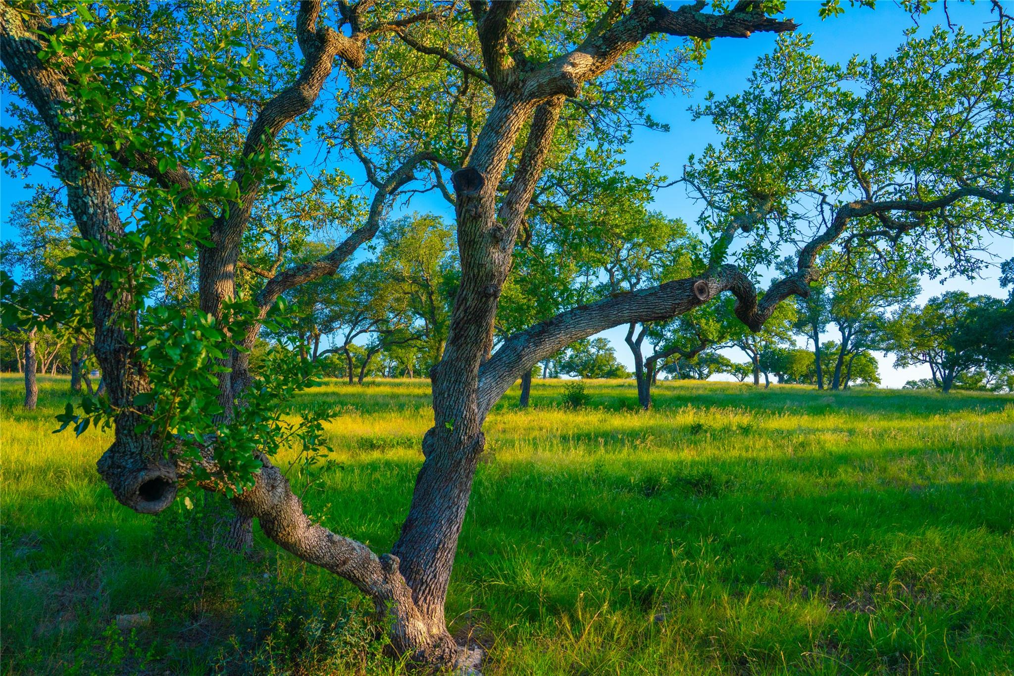 0 Bountiful Oaks Ranch