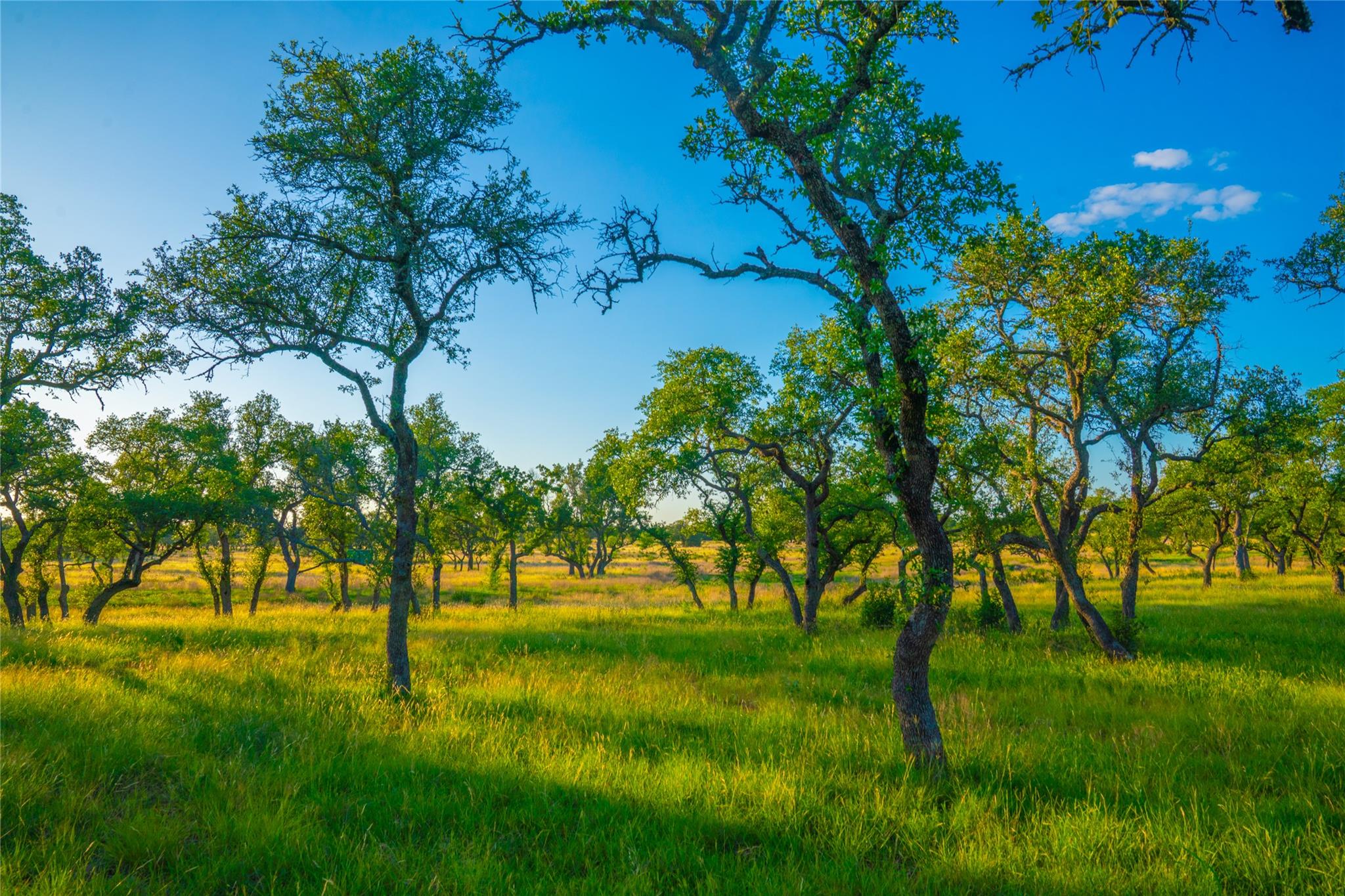 0 Bountiful Oaks Ranch