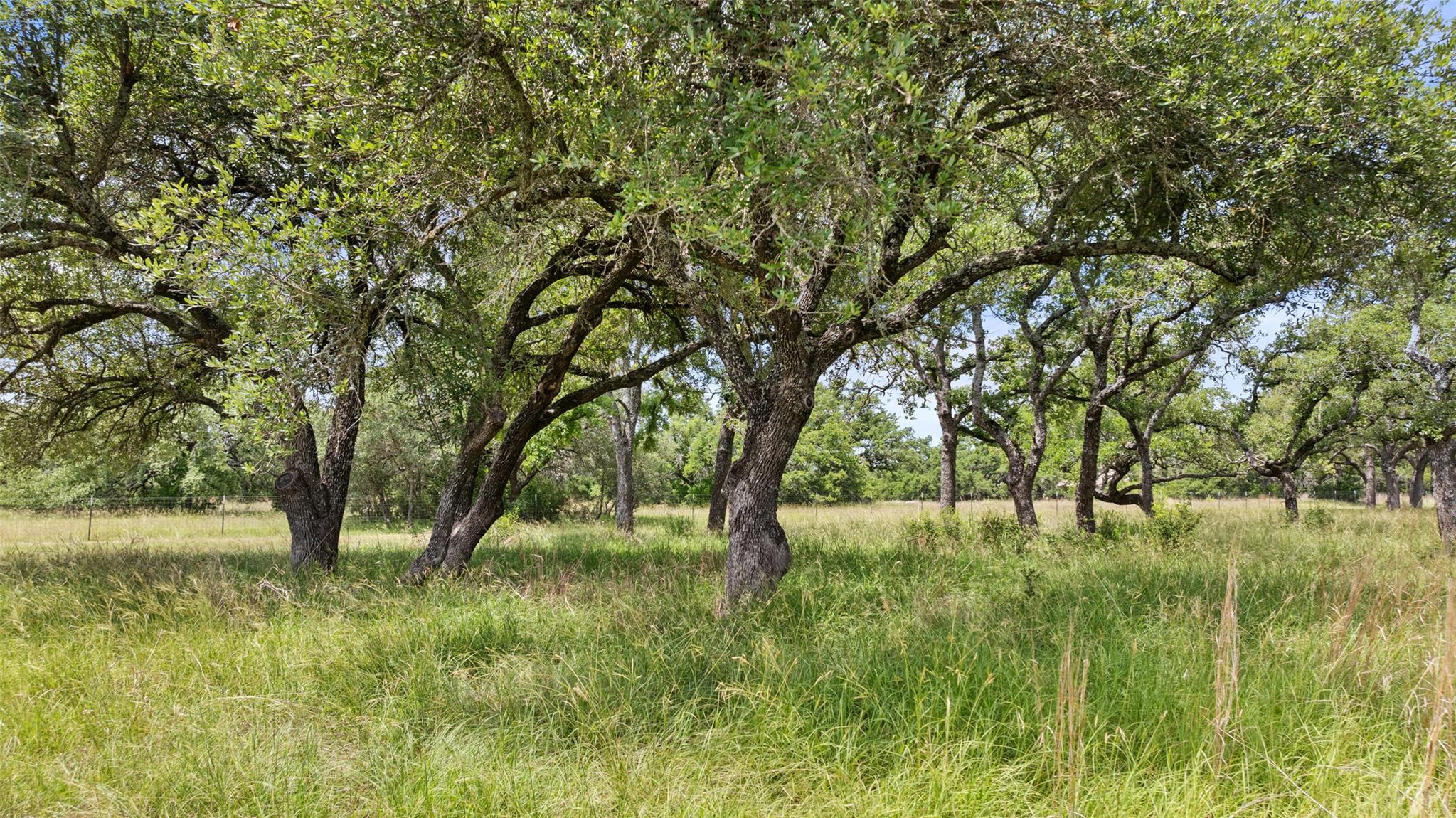 1241 Sandy Oaks Ranch RD