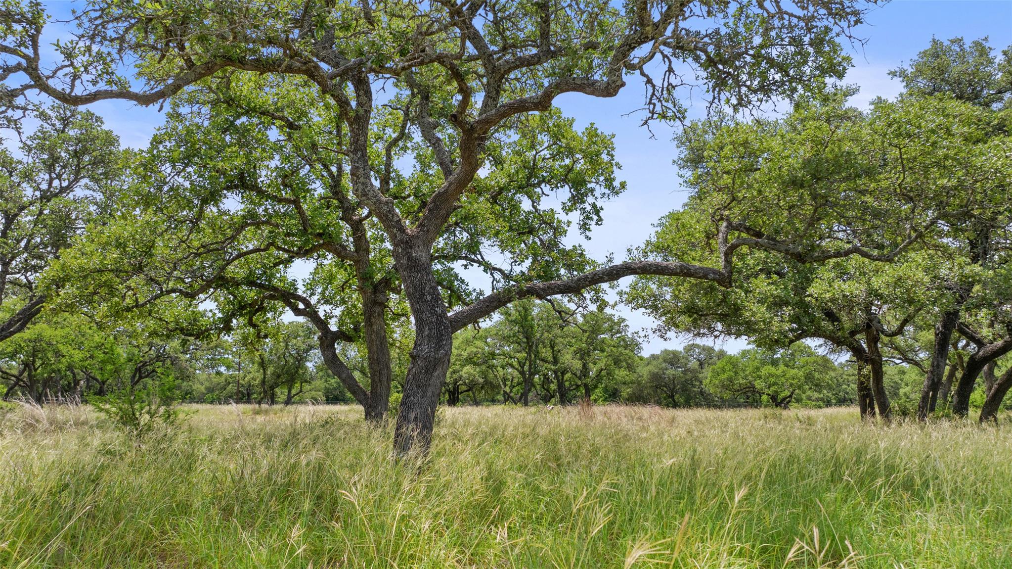 1241 Sandy Oaks Ranch RD