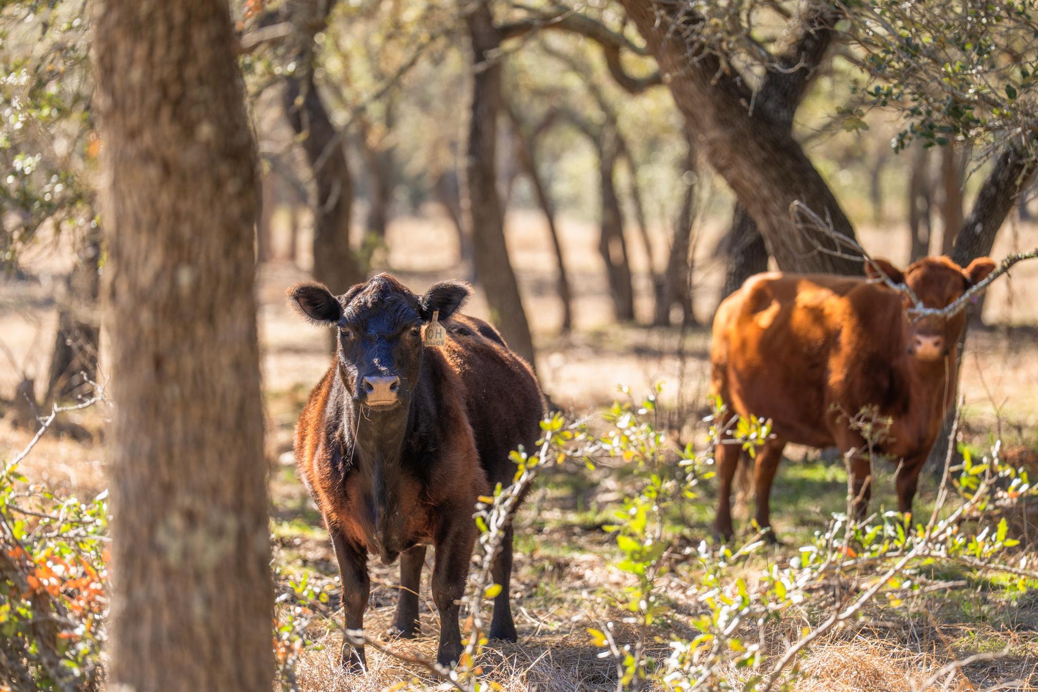 4772-1 County Road 340