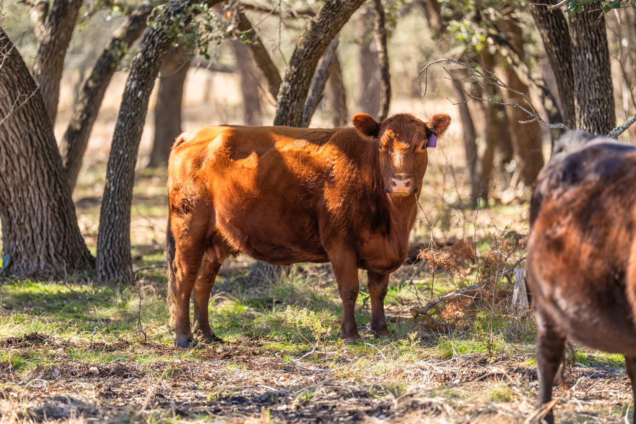 4772-1 County Road 340