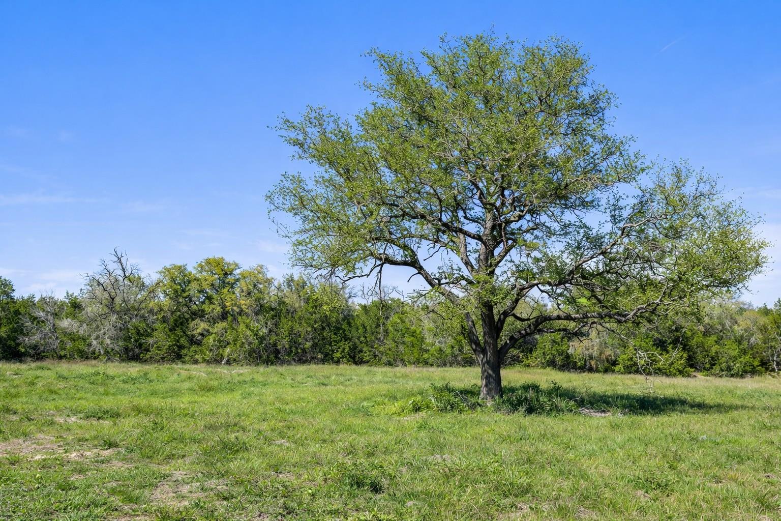 0 Lone Star Oak RNCH